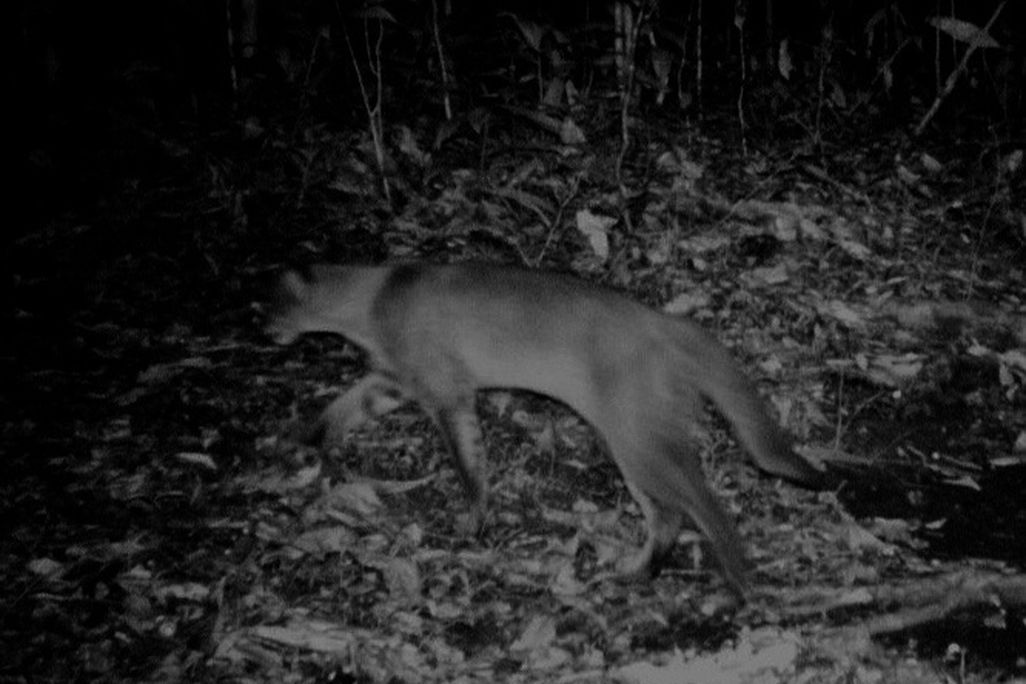 20110520102254goldencat.jpg