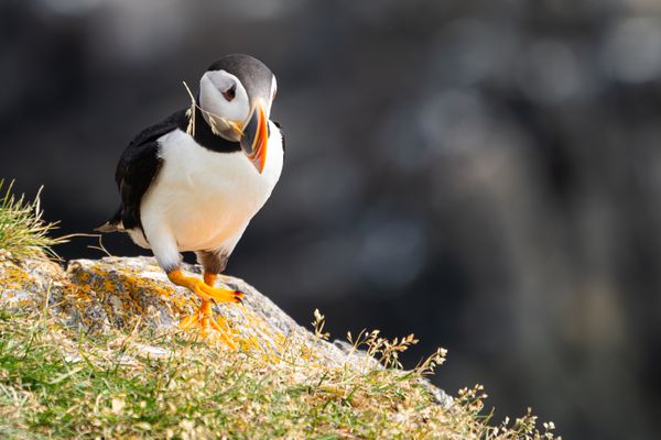 Puffin gathering a perfect blade of grass thumbnail