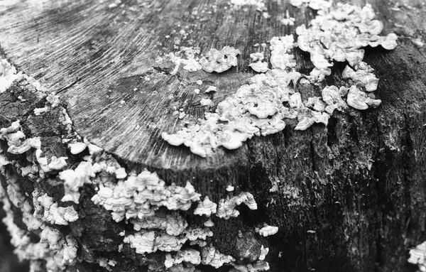 Fungus growing on a tree stump thumbnail