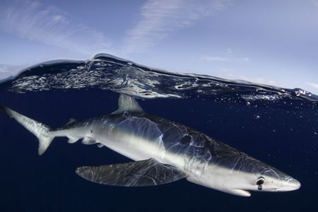 A blue shark near the Azores islands. 