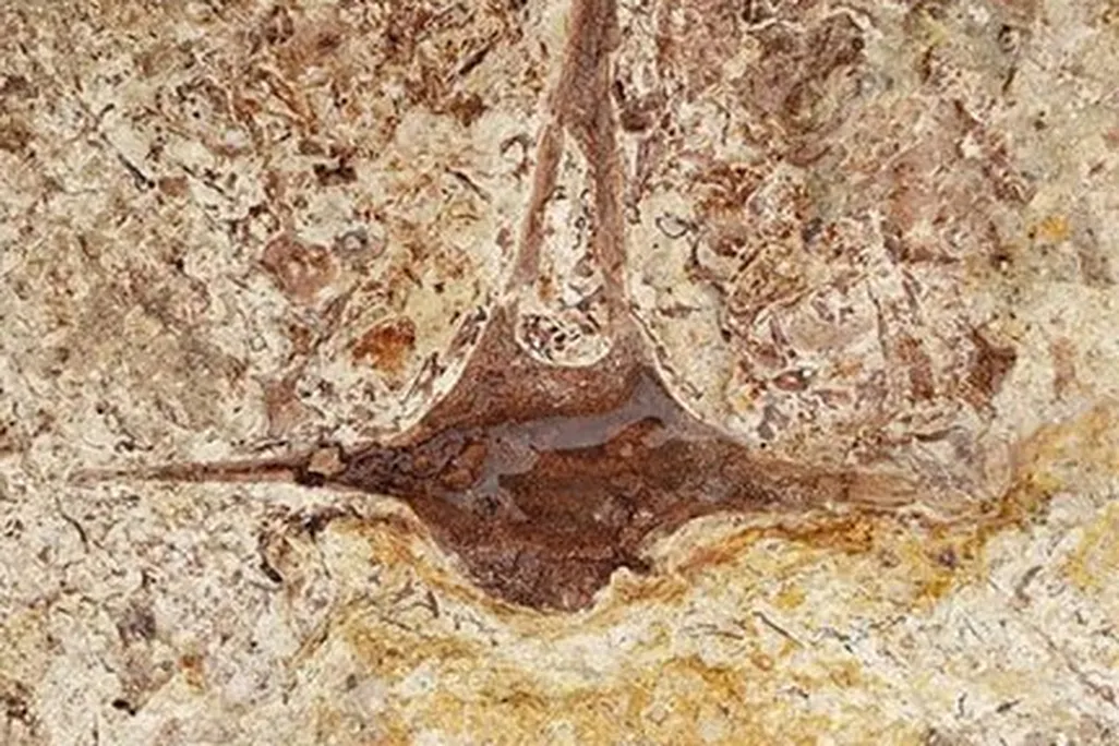 A vertebra fossil of an extinct dolphin species