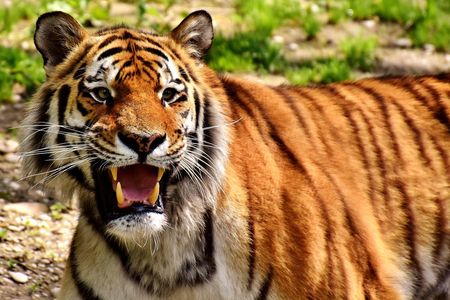 India is now home to about 2,500 tigers—over half the world’s population.