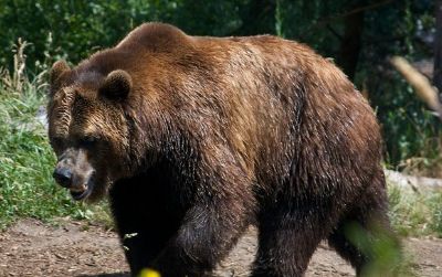 The brown bear is among the largest land animals in the northern hemisphere. Whether there is still room for it in the French Pyrenees is uncertain.