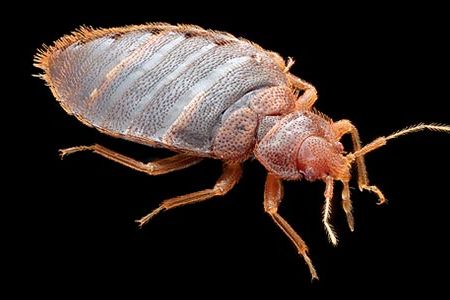 This adult male bedbug wants to suck your blood.