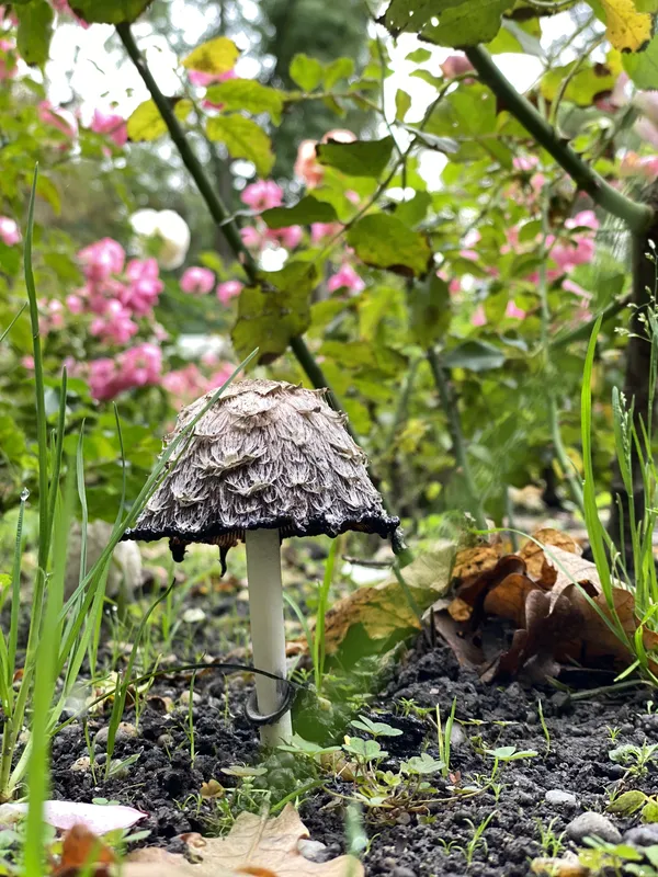 Faerie Mushroom thumbnail