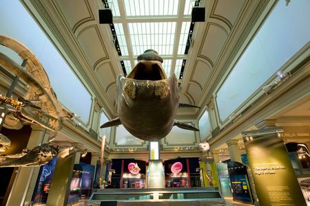Phoenix, a life-size model of a North Atlantic right whale, at the center of the new Sant Ocean Hall, 2008