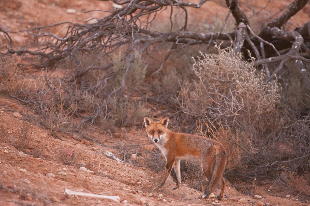 Red Fox