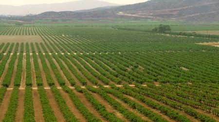 Vineyards are nothing new to the desert landscape of Baja California, where the Spanish missionaries left their viticultural legacy three centuries ago. This image shows the acclaimed Guadalupe Valley.