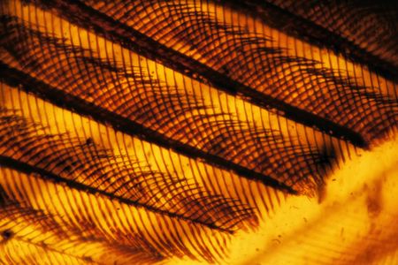 99-million-year-old flight feathers.
