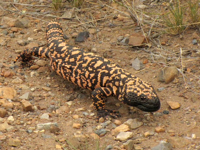 Gila Monster at Madera Canyon, Green Valley, AZ | Smithsonian Photo ...