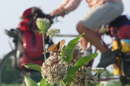 The migration advances an average of 25 to 30 miles a day. A cyclist can cover similar distances. 