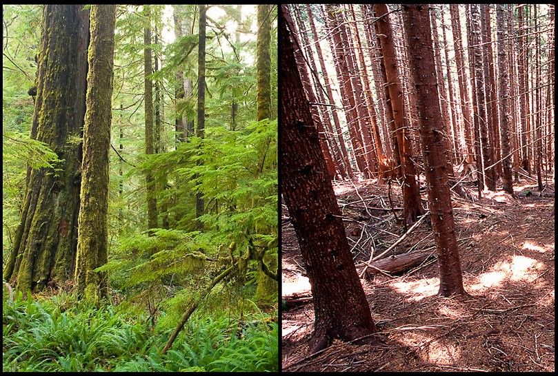 Composite comparing lush green forest with a bare, damaged forest