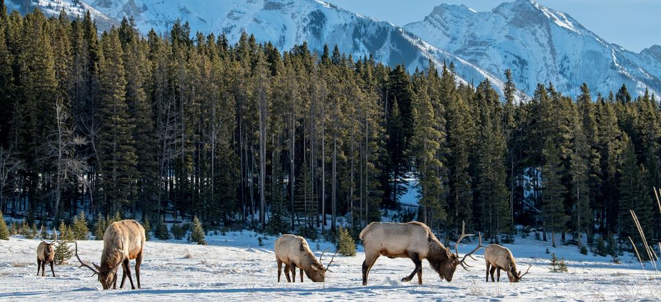  Elk grazing in the National Elk Refuge near the Tetons 