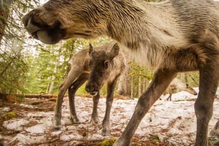 A young caribou gazes out from under an adults head.