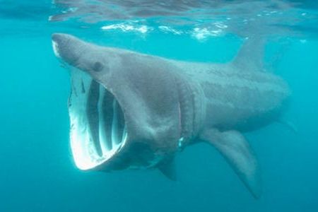 Basking sharks can be found in coastal waters and feed on plankton.