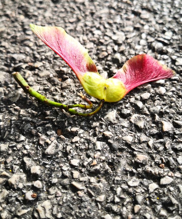 Fallen Wings thumbnail