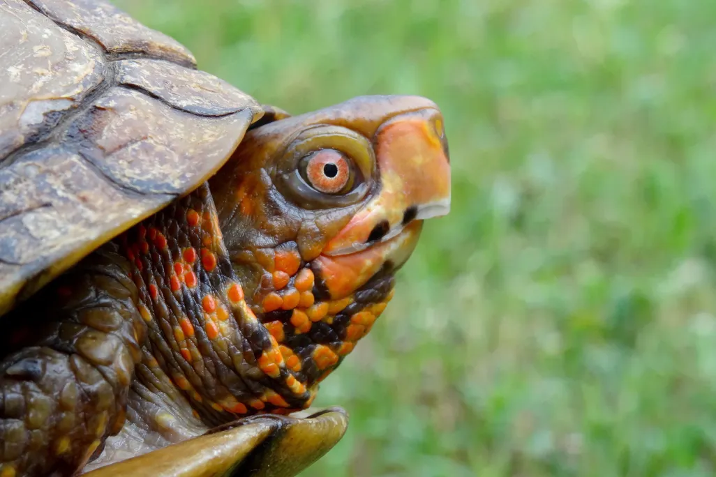 Box Turtle