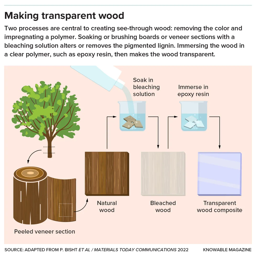 The Surprising Possibilities of See-Through Wood
