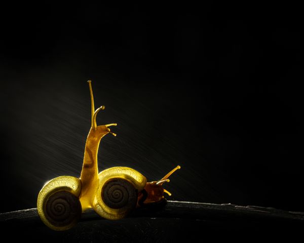 Snails and the golden rain thumbnail