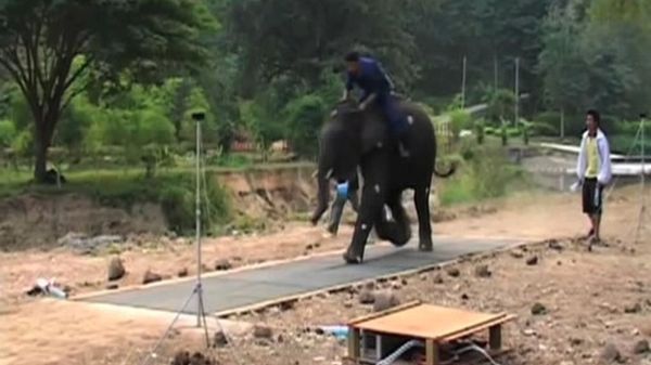 Preview thumbnail for How Fast Can an Elephant Run?