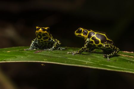 The poison mimic frog, or  Ranitomeya imitator, is one of the world's only known genetically monogamous frogs. 