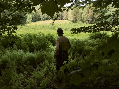 Old Man and The Tree