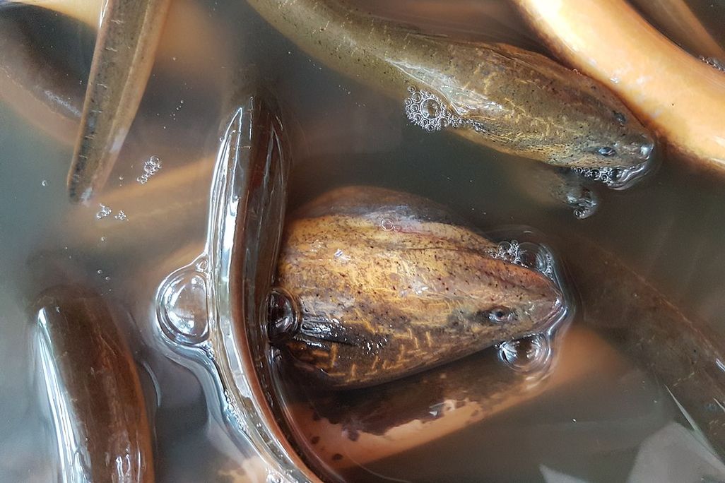 1024px-Asian_swamp_eel_(Monopterus_albus)_at_a_restaurant_in_Mindanao,_Philippines_01.jpg