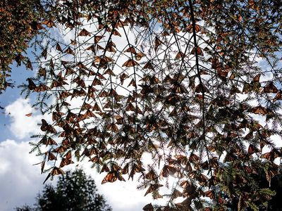 monarchs