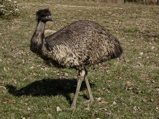 20110520110703Australia-Day-emu-National-Zoo-1.jpg