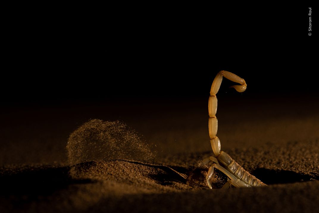 a scorpion burrows into the sand, tossing grains of sand behind it, only its rear legs and curled tail visible