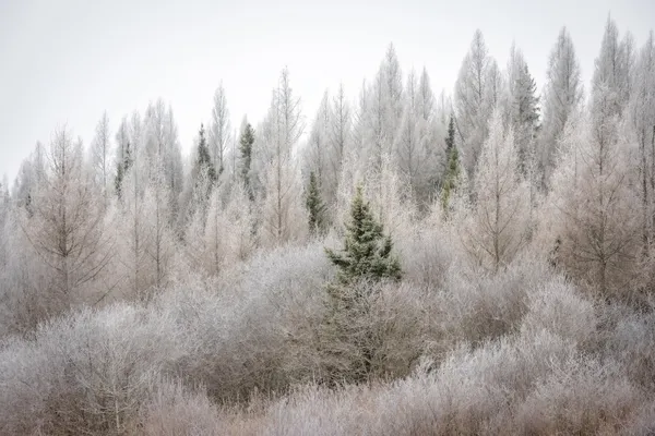 Frost covers a Minnesota bog on a cold, damp winter morning. thumbnail