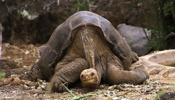 20130702094026Lonesome_George_-Pinta_giant_tortoise_-Santa_Cruz.jpg