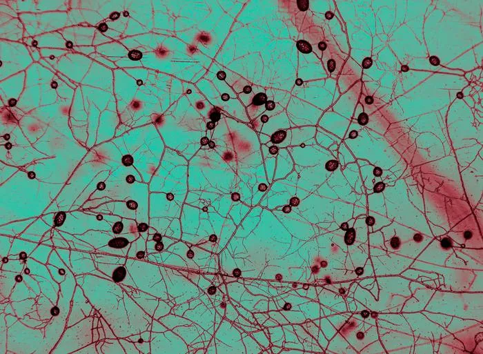 red lines and circles on a teal background