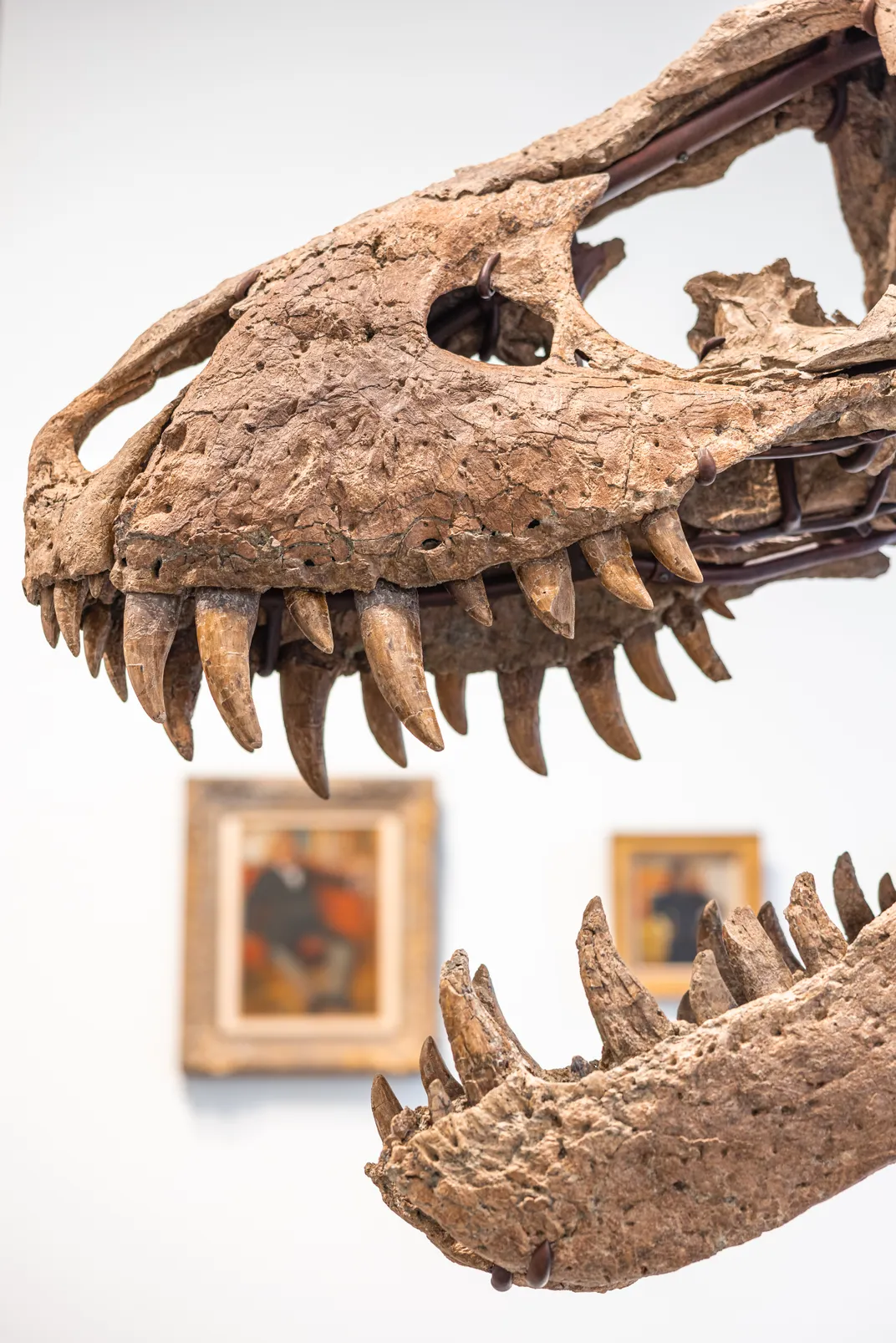 Close-up of T. rex teeth