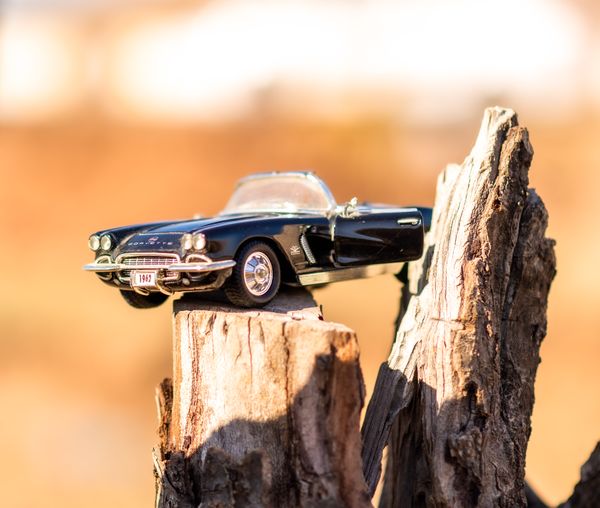 Travel by car to top of tree thumbnail