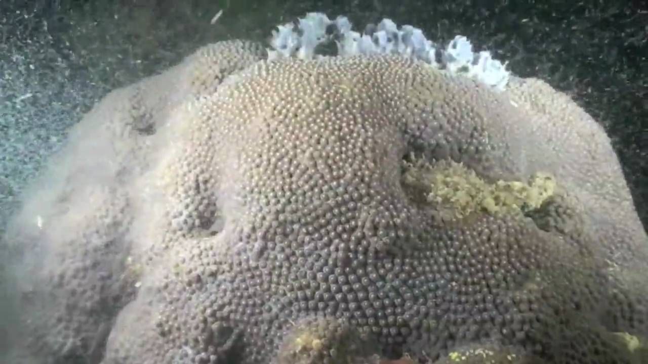 Preview thumbnail for How Coral Reefs Spawn