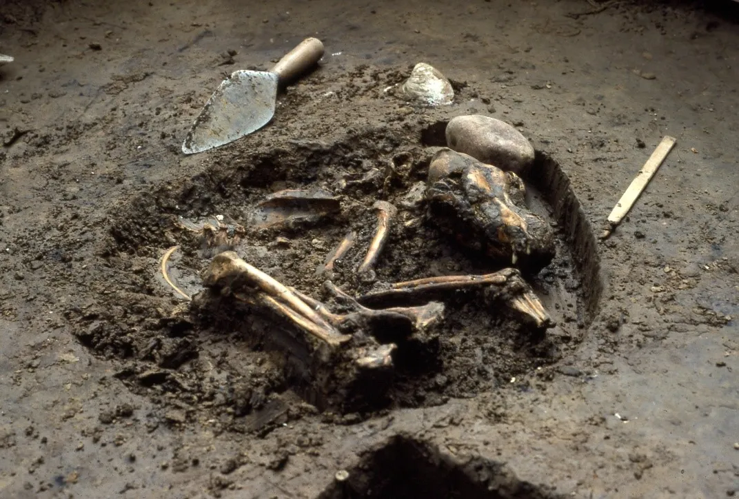 Partially uncovered dog skeleton in dirt next to a hand shovel