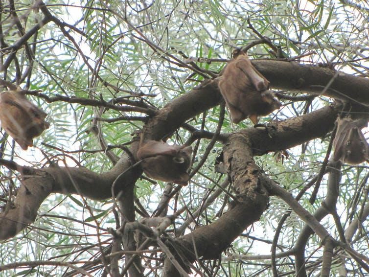 Wahlberg’s epauletted fruit bats (Epomophorus wahlbergi) roosting in Tanzania.