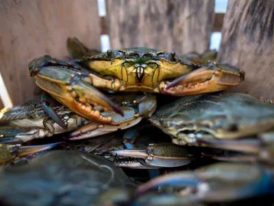 Blue crabs crawl inside a bushel on a boat off the coast of the Smith Island town of Tylerton, Maryland.