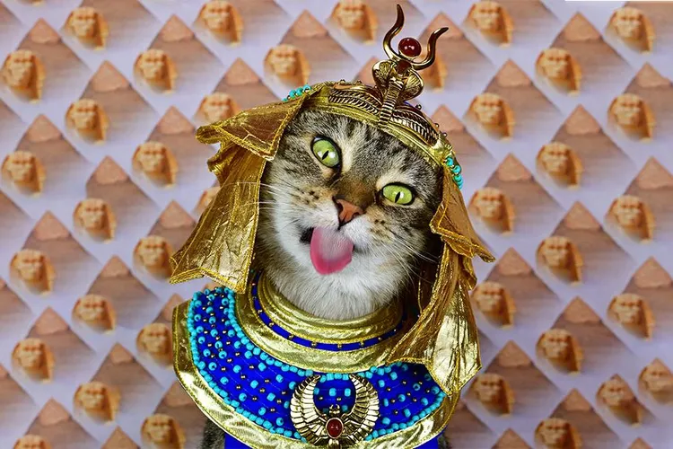 Baba the cat in ancient Egyptian costume (main longform)