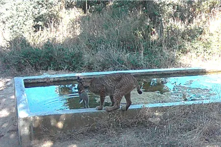 A female lynx named Ulcera carries a rabbit to a water trough and dunks it on July 16, 2024. This incident was one of eight that researchers recorded among lynxes in central Spain.