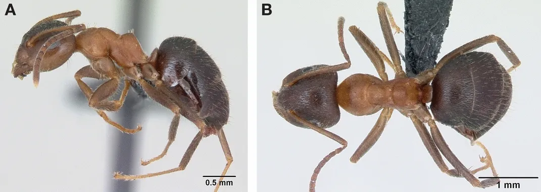 side and above views of the ManhattAnt, which has a light brown colored front half and darker colored back half