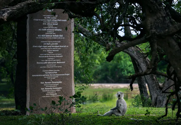 Revelation thumbnail