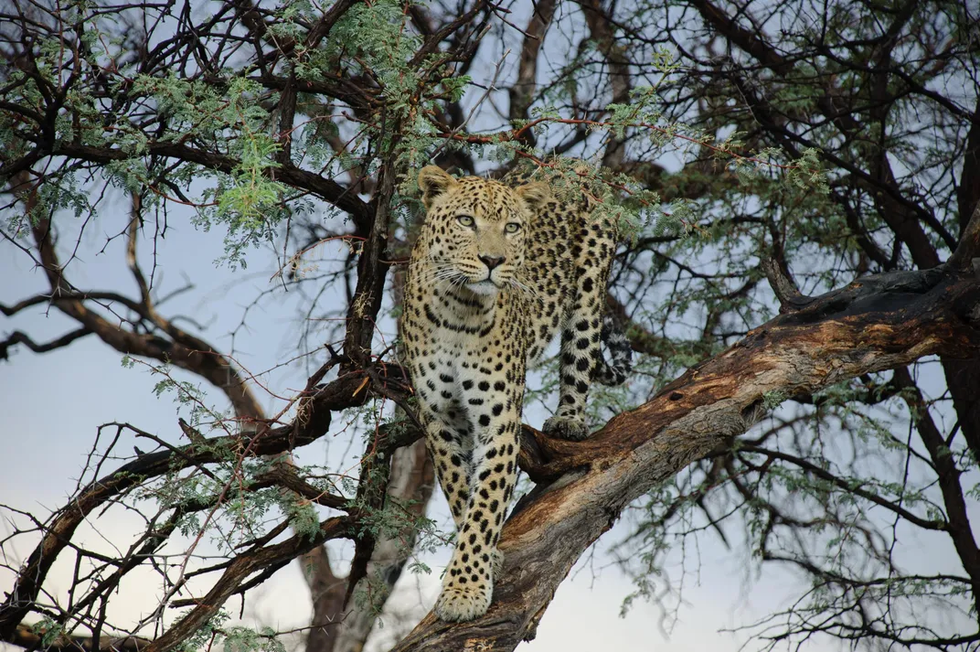 Leopard Credit: Paolo Pescia