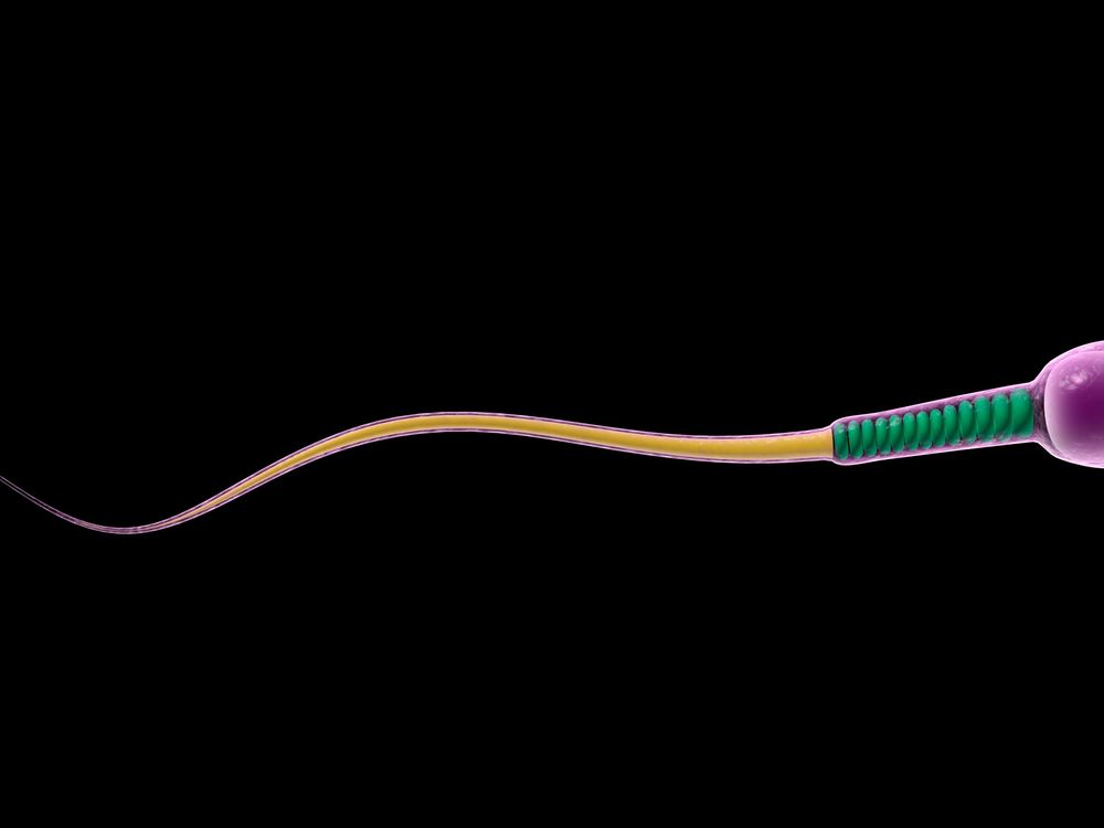 sperm illustration