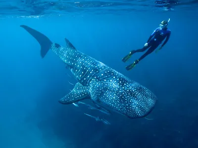 Researcher Mark Meekan swims with a whale shark, which can grow up to 60 feet long, making them the world's largest fish.