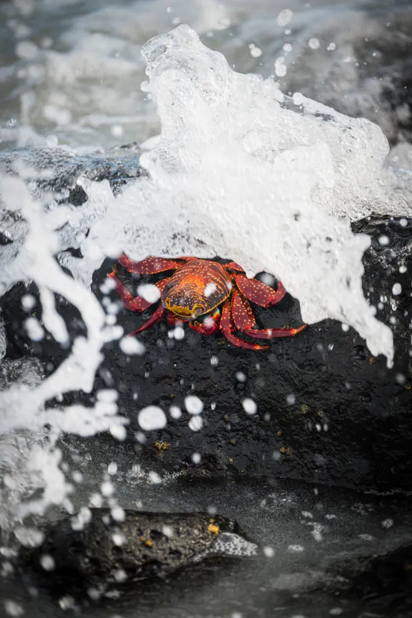 Splash zone thumbnail