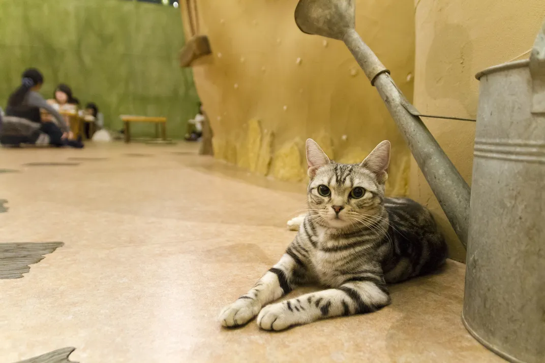 Pay Purr Pet at Japan's Cat Cafés | Travel| Smithsonian Magazine