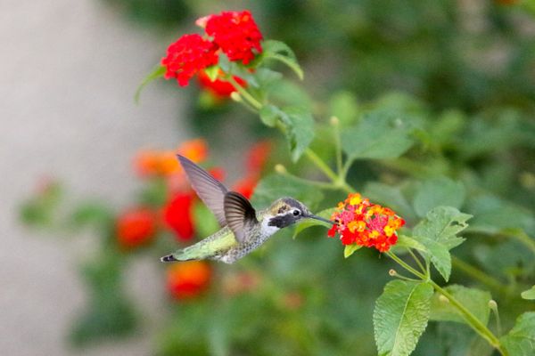 Hummingbird with Lantanas thumbnail