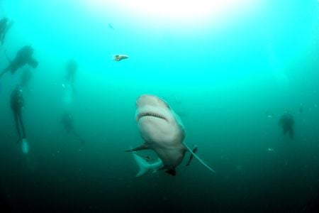 Divers approach a bull shark in the water off Mauritius. Though environmental conditions are much the same in Mauritius and neighboring La Réunion, the latter is one of the most dangerous shark-attack spots in the world.